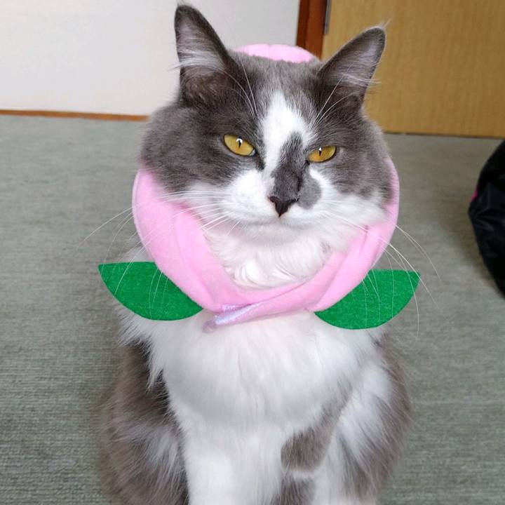 7f8b7437 a149 45fb b0f8 bf7a0234be9a 1600568826521