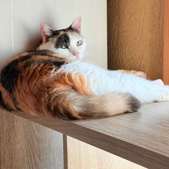 7f8e9a2e 32a4 4ab4 8e69 f130e90babc8 1760318990843