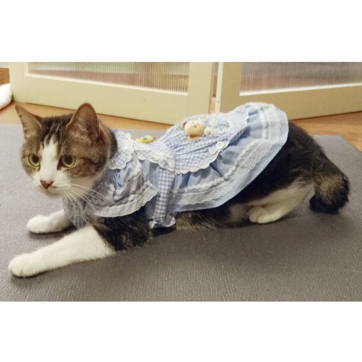 7f90a890 c353 4954 b094 05c0b3af4bac 1528100417594