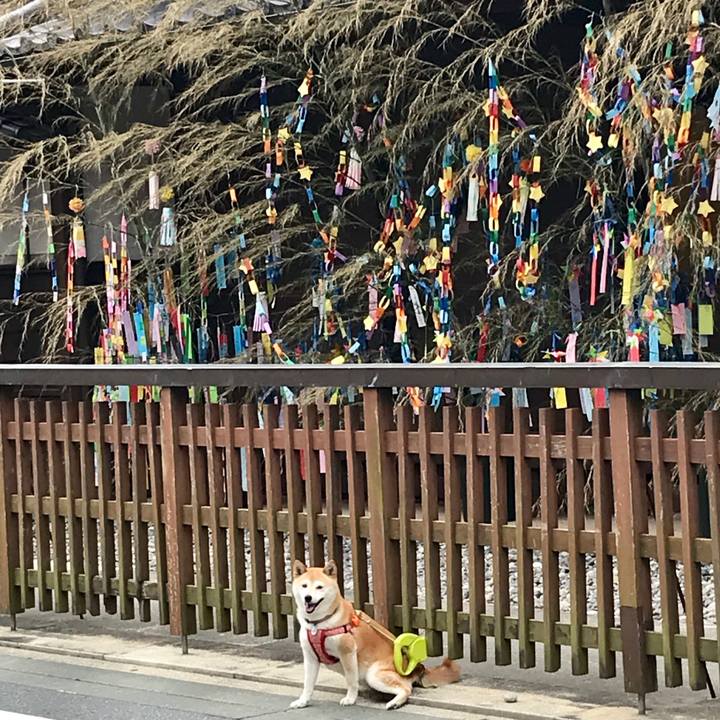 7f9407eb 1a35 4cca aae0 a832b724b146 1530927907508