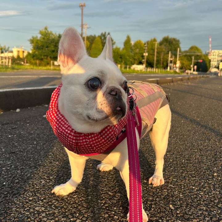 7f97dc6f 6627 473f 9b30 d41631a6c7ad 1726883809719