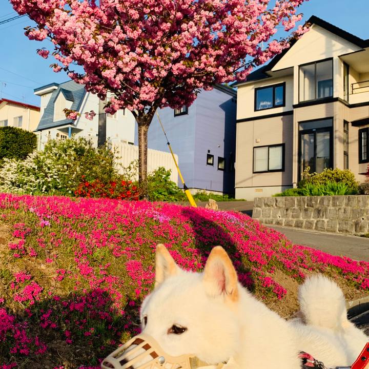 7fa18357 490b 4415 bf55 2dd7368525a3 1589835614866