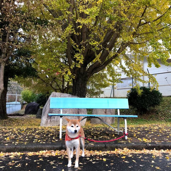 7fa1bc86 a81c 4ec8 b929 3d9e1e2814a8 1541413898991