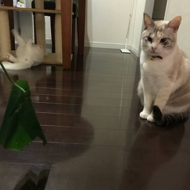 7fa58065 fff5 4b88 ad84 8ebe07d15ee9 1512386338932