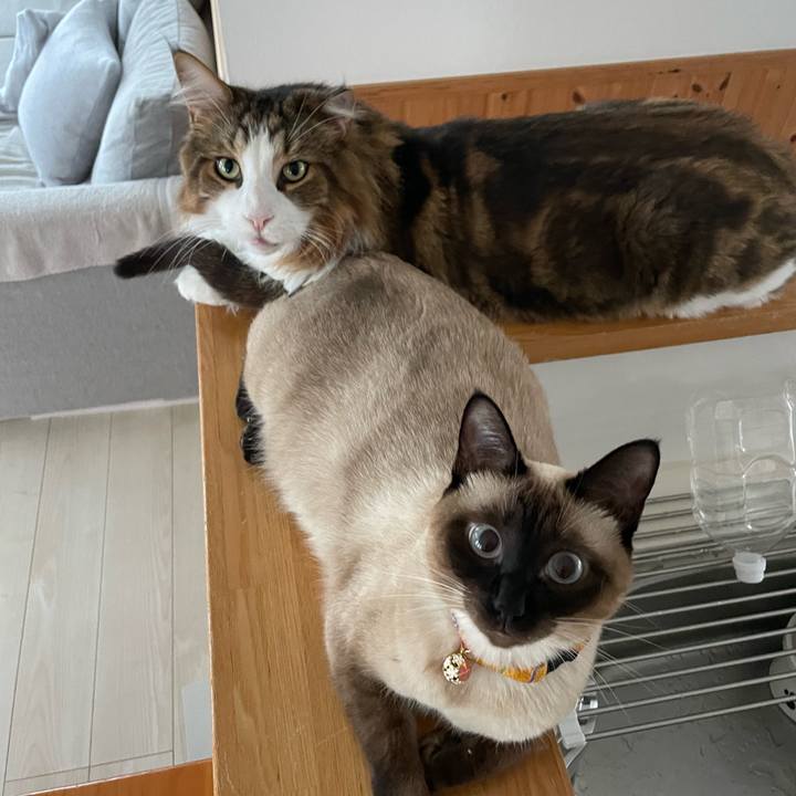 7fa8a0cf 20b8 45ac 8c5e e1f4e3cb701c 1722977924369