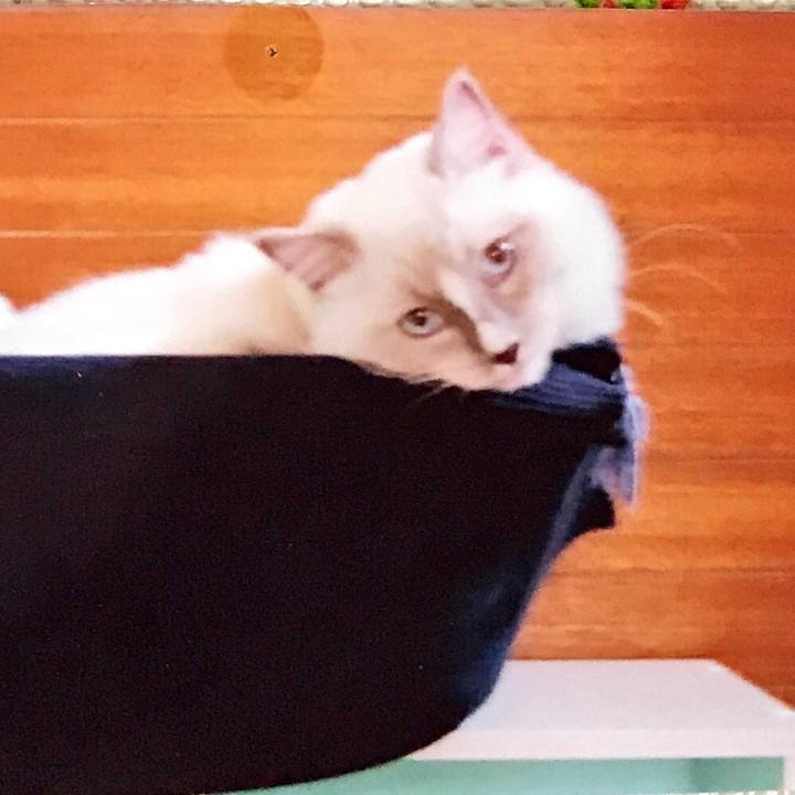 7fabe848 ca96 46d8 8afe b187ea27e262 1521894956111