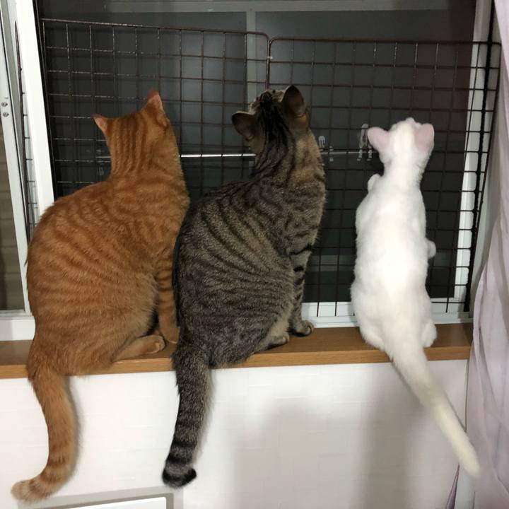 7fac5f66 2bfb 4f9d b758 07295ce856d4 1536330299245