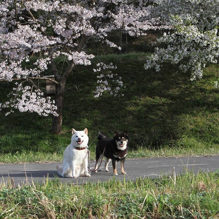 7fae2308 b9f6 4692 8b94 83dffb8394bb 1617324397199