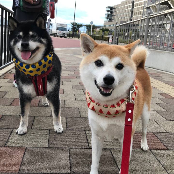 7fb58951 3dd7 41c7 ba18 f89598193bc1 1599105510981