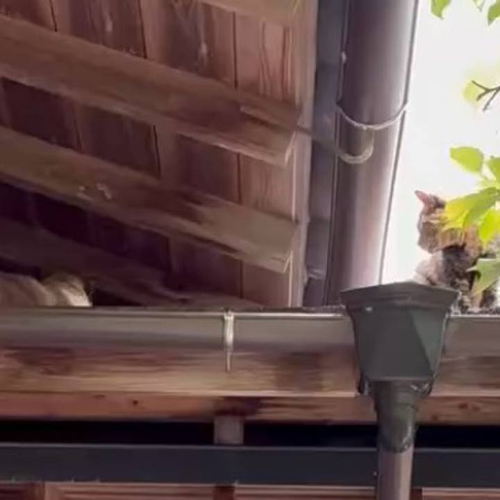 7fbab0b0 e401 48ab 880a b99ecc0e1c14 1756605946006