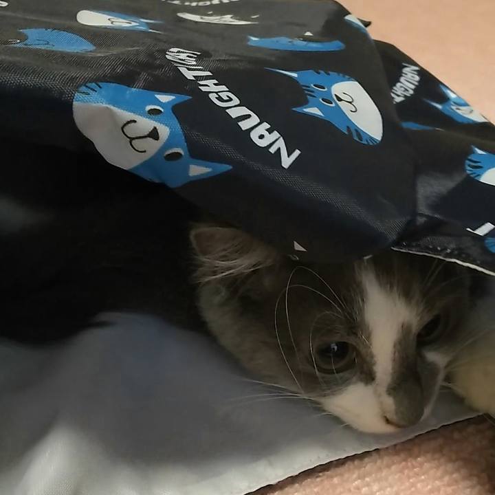 7fbfce4b 471c 4194 8b53 5510dbab231b 1566945646766