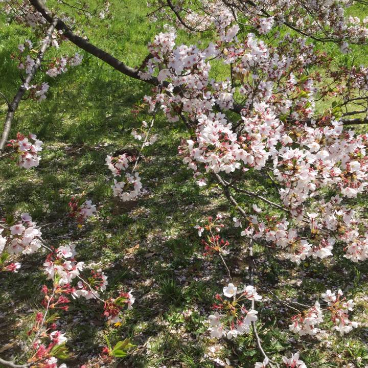 7fc122a4 d444 4990 98ae c4f83c6d2cd2 1555380483645