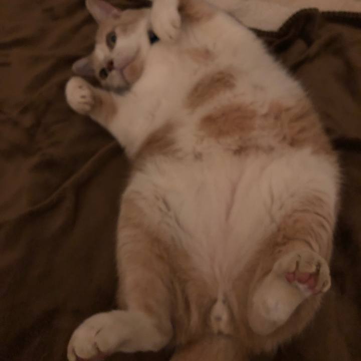 7fc5db34 4ac7 43b3 9b3c 77a1acd6d36b 1543753791375