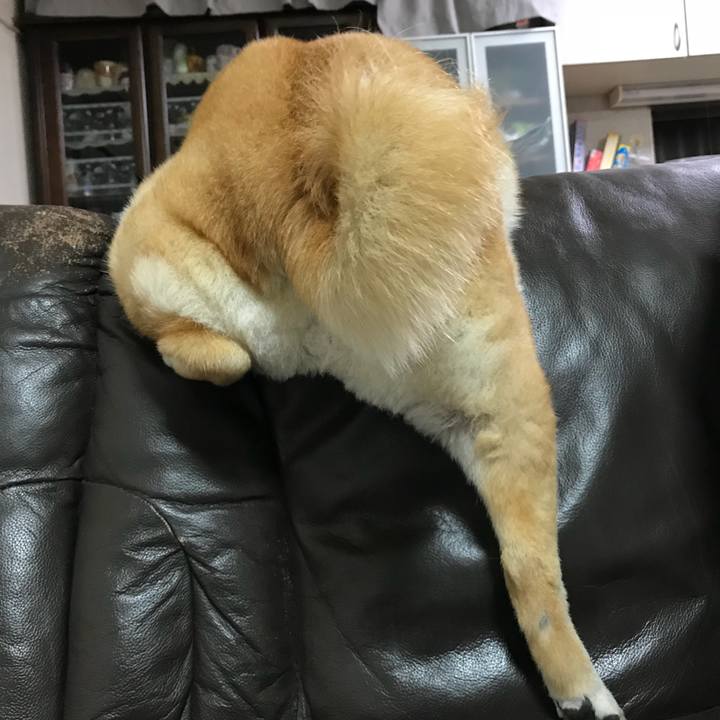 7fc82ced ab13 4a86 b1c0 e81c963f6cc3 1527256966931