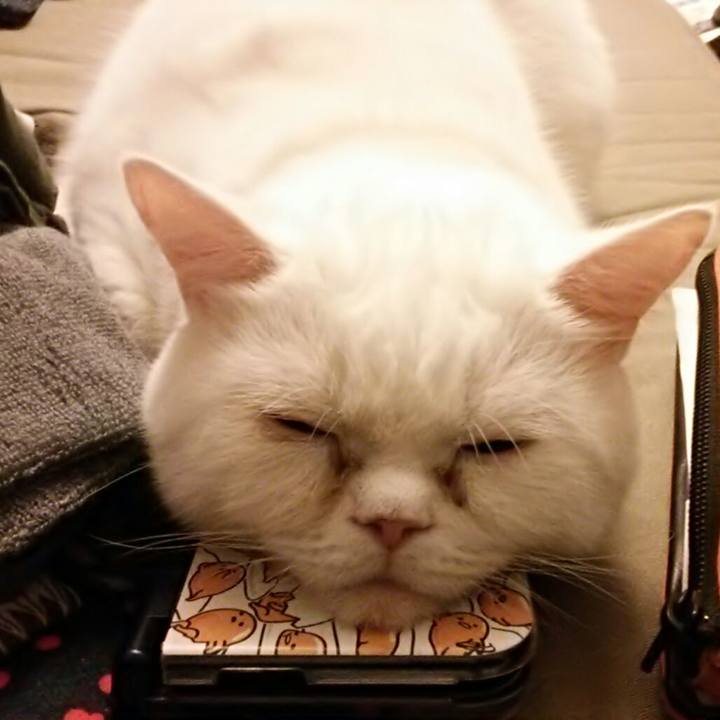 7fc87a81 1996 4c87 a0a9 29c60b8168b0 1542531041532