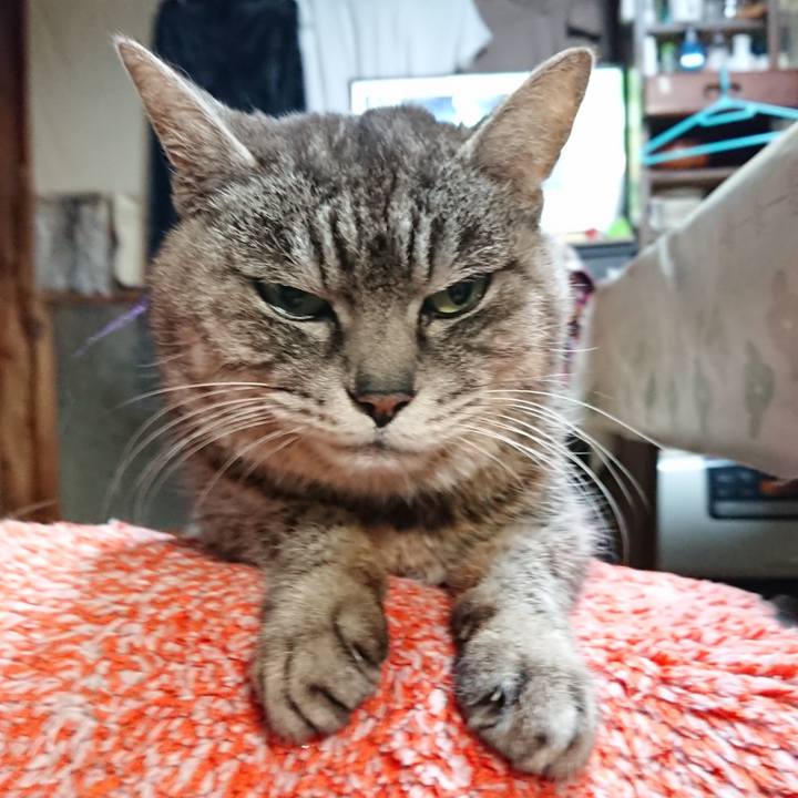 7fc8ce8a b1c1 4e6d b466 f26a43c7e254 1581894911562