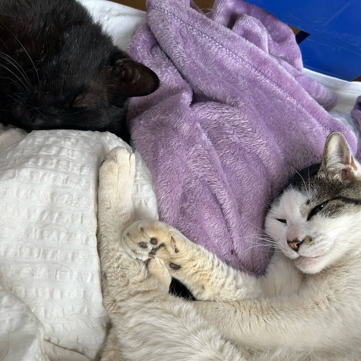 7fcc92bd 509a 45b0 a3d8 05449b6064a8 1745329394855