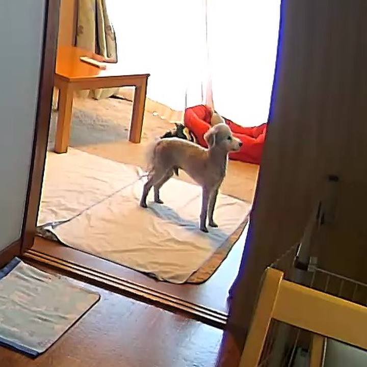 7fcdd386 9415 46ad a4e2 220da7ca693a 1589241167126