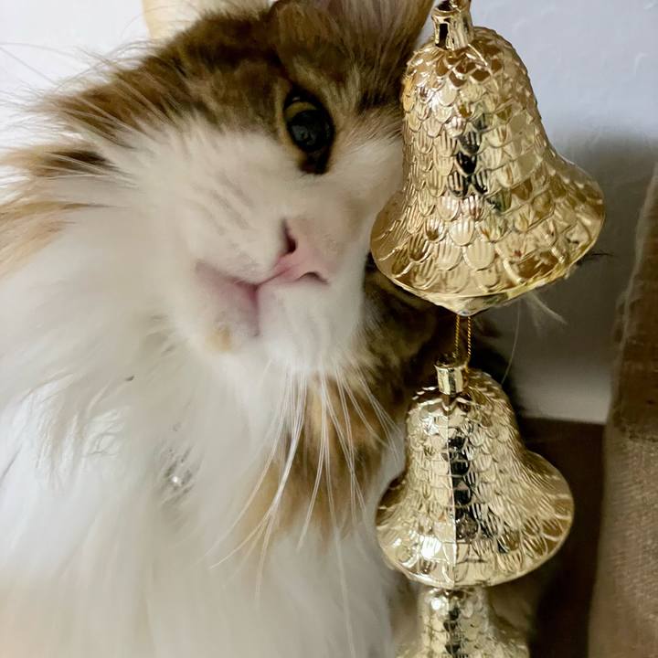 7fd038b8 9901 411b a395 e7a0156bfb6f 1669671336301