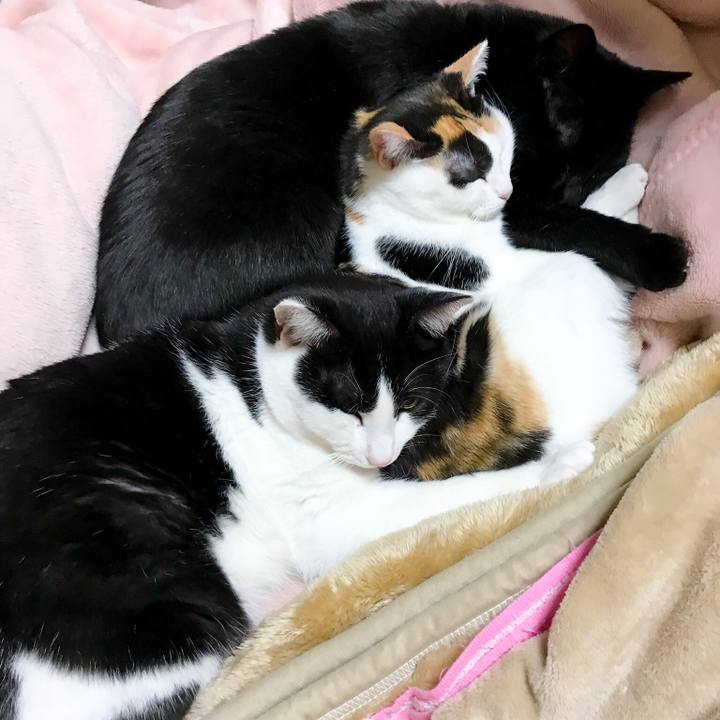 7fd0441c 4769 4ad1 a89c aa4d6cee0f50 1512657535487