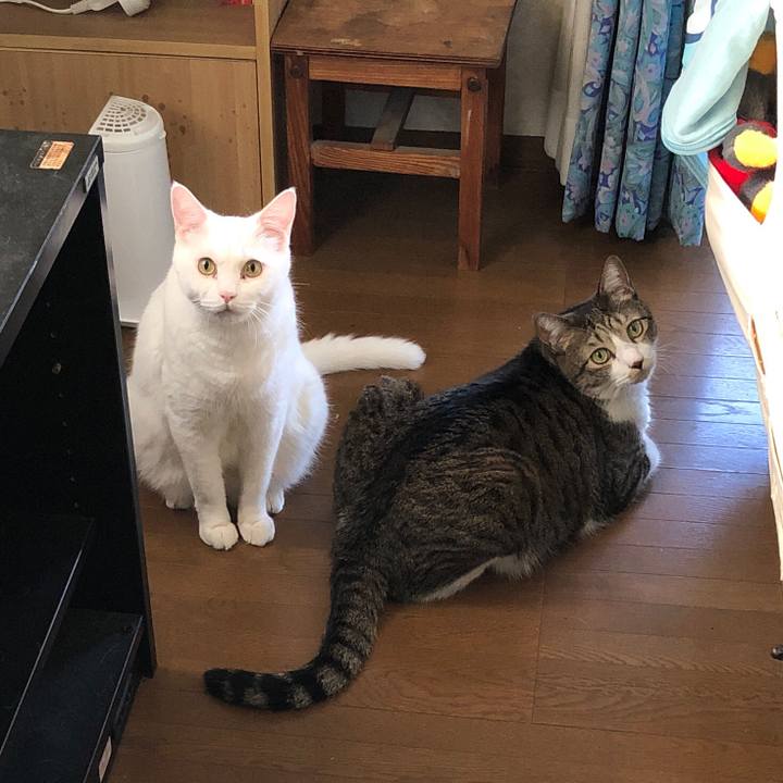 7fd293e5 1ff1 45f3 996a 37cdbd0e458d 1691447847608