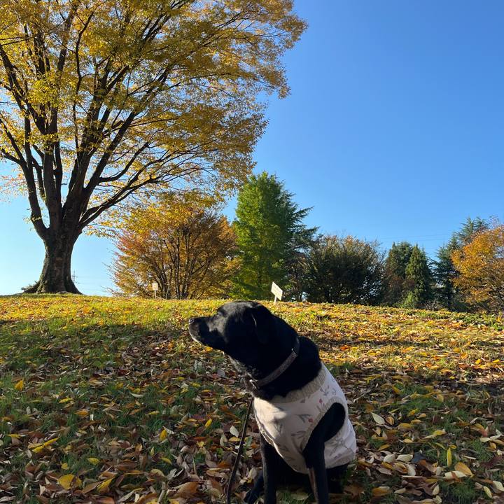 7fd47787 1713 4c0c 9a18 9dee464a057b 1763713772909