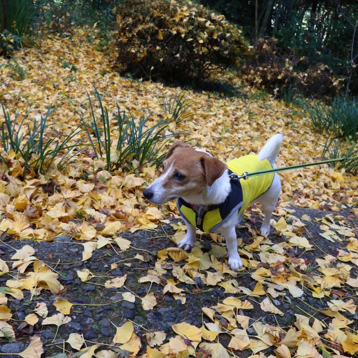 7fd6792e 8d54 40e0 8b10 1a7a16035d83 1606545342567