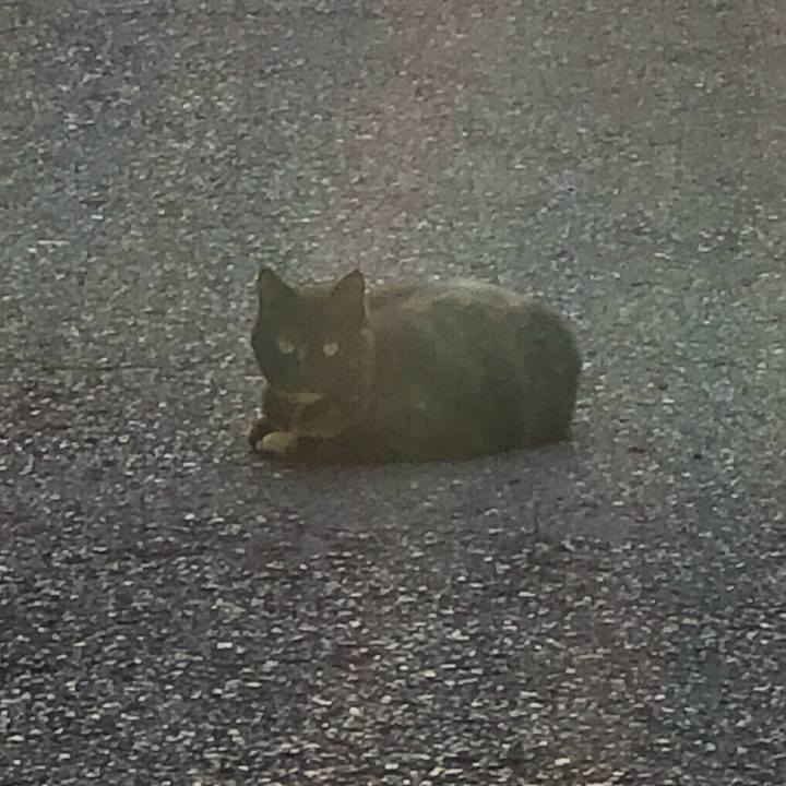 7fd7c6e9 ab5c 4cbb b519 a5ad2154dc43 1589713296259