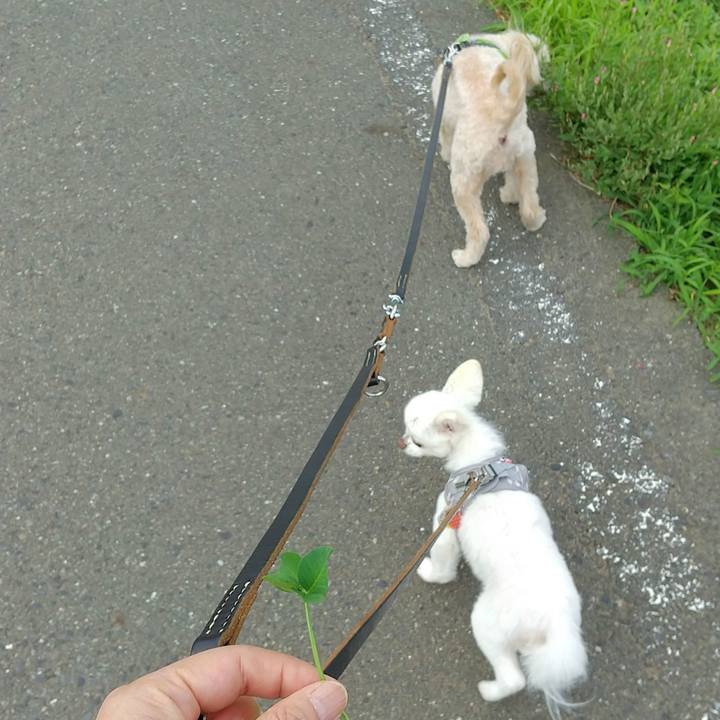 7fe114a8 91e1 43c9 a409 03ea16a54ee4 1591526818550