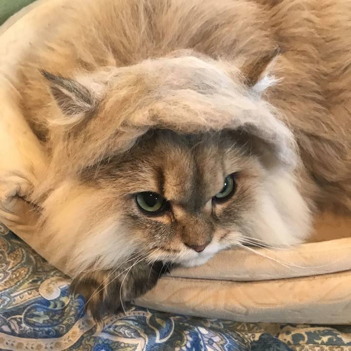 7fe1f79a cf7a 4e6d abba f84848803bd8 1577696713455