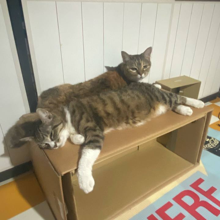 7fe3ab69 6c1a 4671 a7db 5fa6437fbe0d 1722699196072