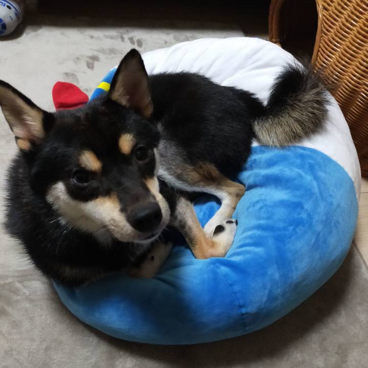 7fe5b691 adec 4abd a3b7 b5899a735b7d 1597287202034