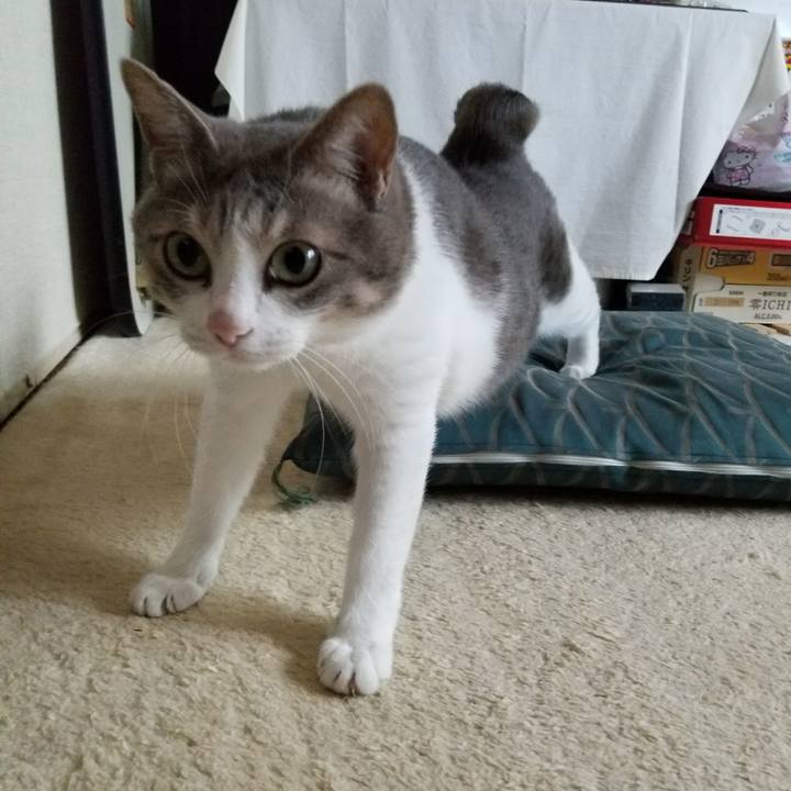 7fe9790c fff8 44aa b35d 785af751b622 1514904779683