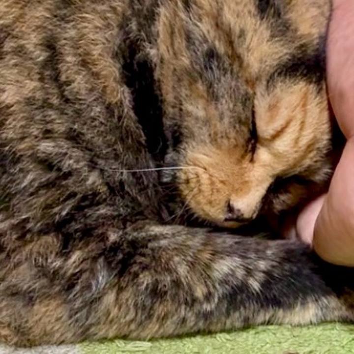 7fef520e 9543 47fc 90c0 5e303d8ce732 1758686243819