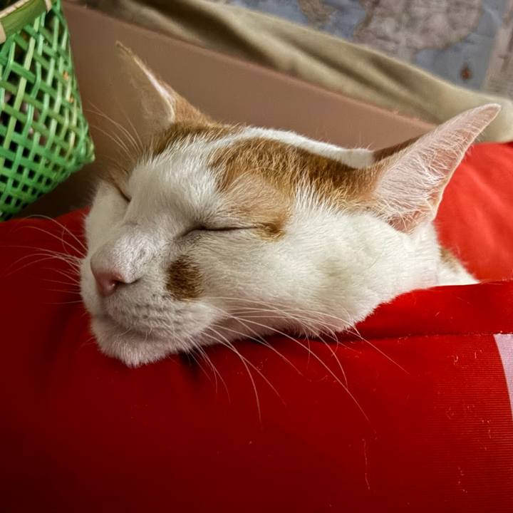 7fef8d5b 2260 492c a113 8940dda16761 1772356524971