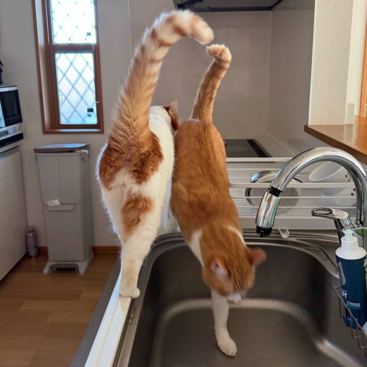 7ff483c2 1b41 45a5 a67f 9142260d82b3 1767581614914