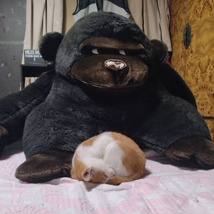 7ff52529 5315 4a0a 8fec 880a51aa9d68 1729420701720