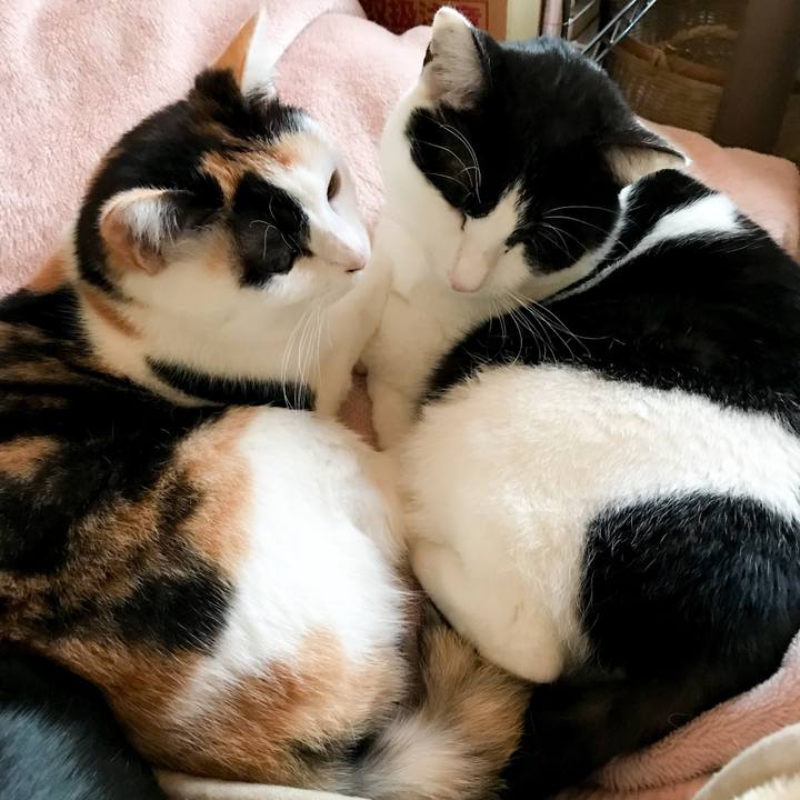 7ffc9a5f f289 4b7c a61e ee2a64007eaf 1521424589259