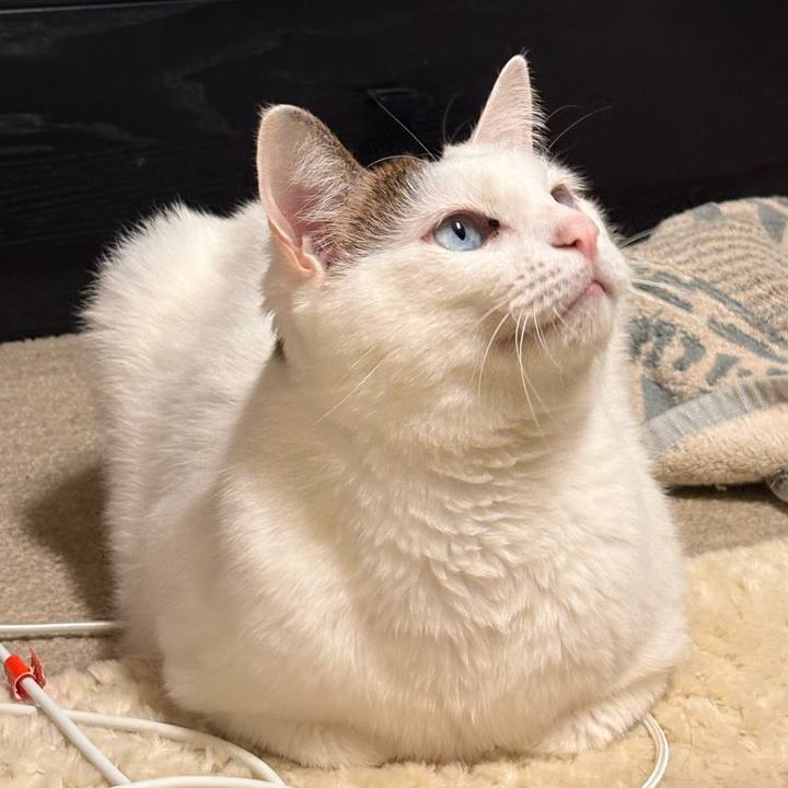 7ffe5079 9ae1 4ab7 92af 87eae2e0dd00 1773791779145