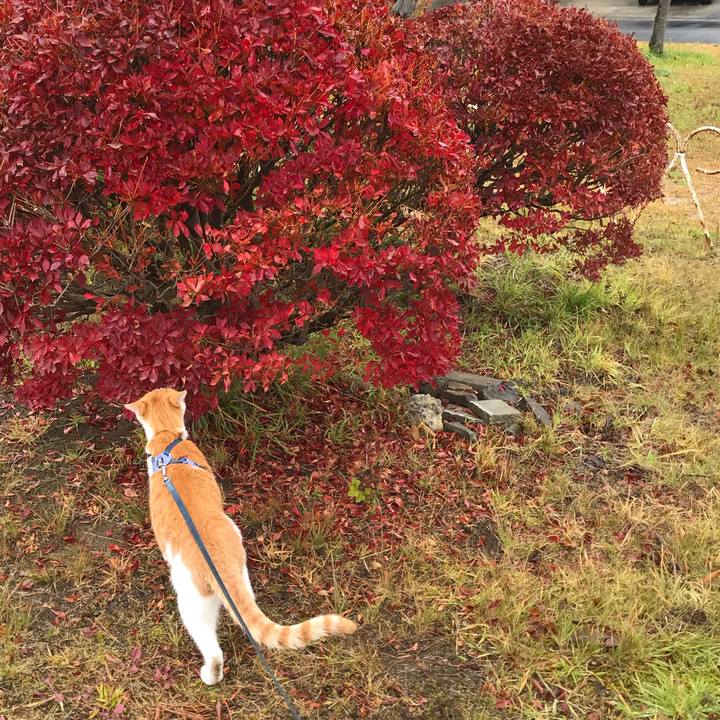 7fff688d e9c0 4c90 8058 486401aa4bbe 1511493055088