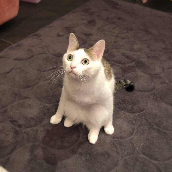 8000a9f6 253d 4b0a bfea a3b73bcdbf98 1542191512120