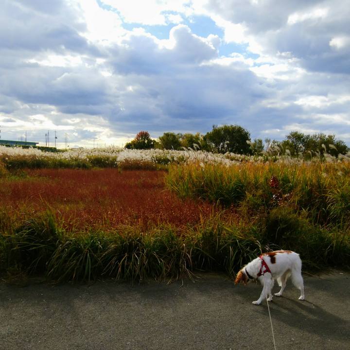 8005e1b6 9b48 4915 ad9d 645db3aed947 1542282429147