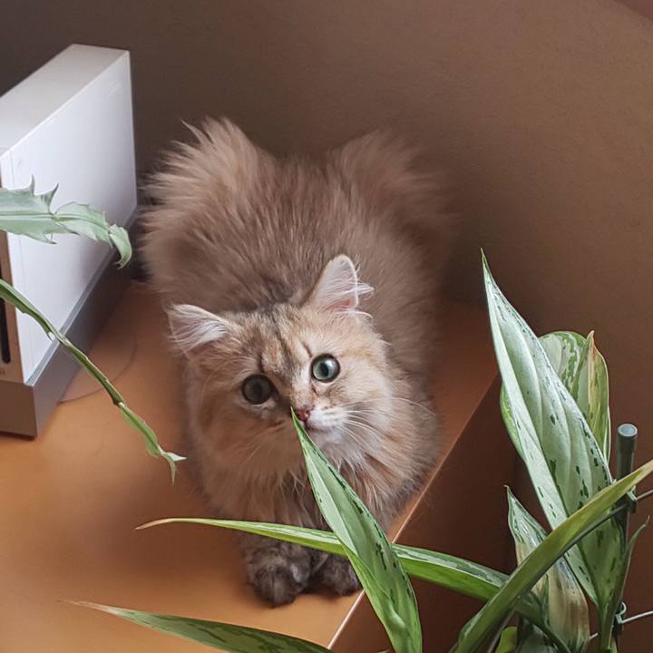 80061ce3 2107 4cf3 a505 bd0c98abce35 1560902751501