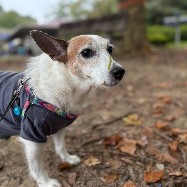 80076dd7 41ba 4cbb 8f05 55d0d036ab0c 1761088430299