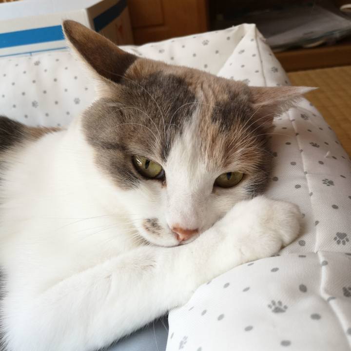 800976c3 5466 41e0 851f f4d57fa71bed 1556870595649