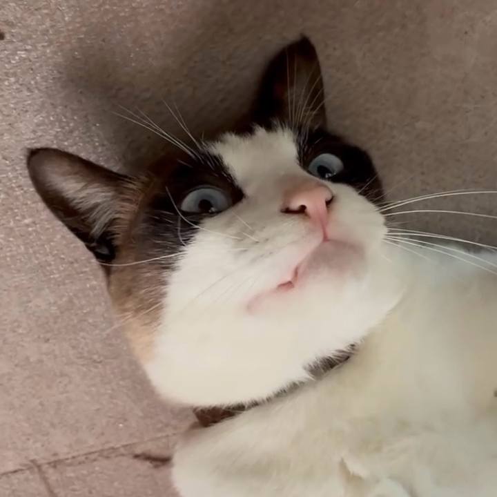 800db3e4 cbba 49eb 8e7a 69fdfb2ed62c 1748741436305