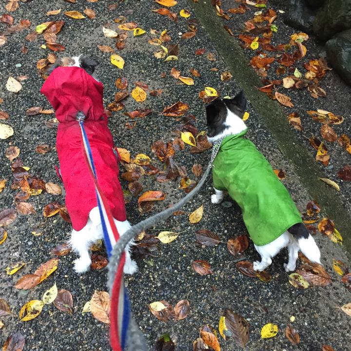 800dfcf0 177d 48e7 bdbc 034a550de857 1507853796546