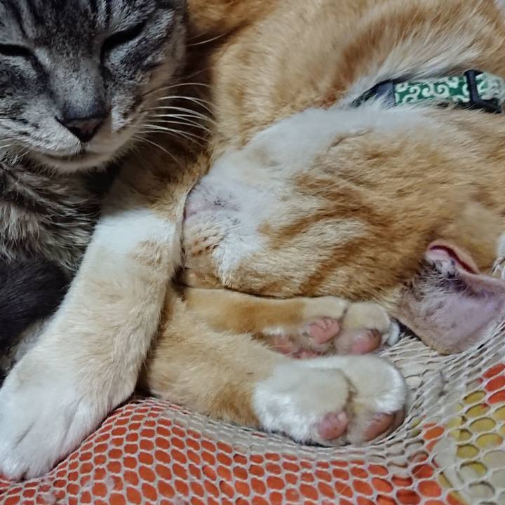 800e7cc0 e7b6 4afc b935 e4355451985a 1585312663991