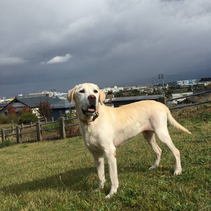 800e9283 d49e 4f14 bb0f dc5fd2de8d3d 1509432075999