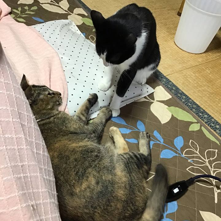 8011851c 0228 40b2 83d9 288b40e06cad 1651370037732